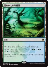 画像: 【Foil】(A25-RL)Flooded Grove/溢れかえる果樹園(JP,EN)