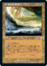 画像: 【Foil】(TSR-TL)Blighted Woodland/荒廃した森林(日,JP)