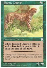 画像: (PO3-UC)Trained Cheetah/訓練された豹(英,English)