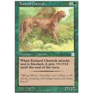 画像: (PO3-UC)Trained Cheetah/訓練された豹(英,English)